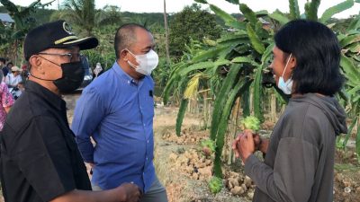 Dukung Produktivitas Pangan, Samsun Ikut Panen Buah Naga Bersama Petani Kukar