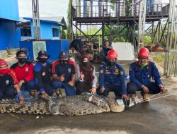 Buaya 3,26 Meter Dibuat Tak Berdaya Oleh Tim Rescue Pemadam Kebakaran Sangatta Utara
