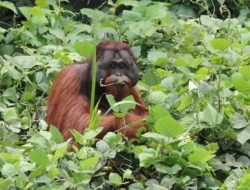 Orangutan Chiko Dilepasliarkan BKSDA-KPC-COP ke Hutan Lindung Sungai Lesan Berau