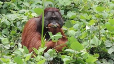 Orangutan Chiko Dilepasliarkan BKSDA-KPC-COP ke Hutan Lindung Sungai Lesan Berau