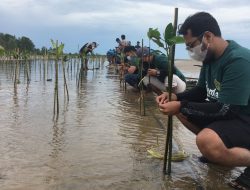 Gemilang Kutim Ikut Tanam Mangrove Bersama Lanal dan KPC