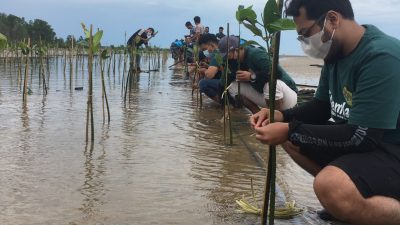 Gemilang Kutim Ikut Tanam Mangrove Bersama Lanal dan KPC