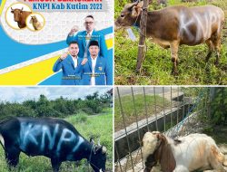 KNPI Kutim Kurban 2 Sapi dan 1 Kambing, Ajak Pemuda Berkurban