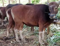 Harga Sapi di Sangatta, Kutai Timur Mulai Rp 16 Juta, Kambing Mulai Rp 3 Juta