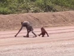 Penampakan Induk Orang Utan Turun Gunung Membawa Anaknya dengan Kondisi Memprihatinkan di Kutim