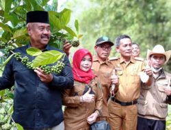 Melihat Keseriusan Pemkab Kukar Dalam Mengembangkan Perkebunan Kopi Di Daerah