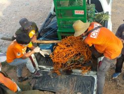 Kesekian Kalinya BKSDA Kaltim Evakuasi Orangutan Yang Turun Gunung ke Jalanan di Kutai Timur