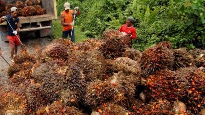 Dinas Perkebunan Kukar Laksanakan Program Sertifikasi Perkebunan Kelapa Sawit