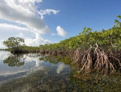 Desa Saliki Persiapkan Destinasi Wisata Kawasan Mangrove