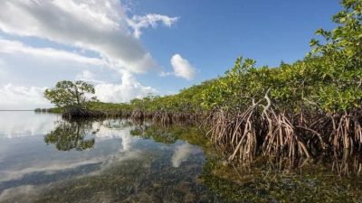 Desa Saliki Persiapkan Destinasi Wisata Kawasan Mangrove