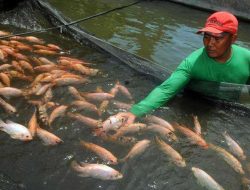 Dinas Perikanan Kutim Dapatkan Alokasi Dana 450 Juta dari Program FCPF-CF Kaltim