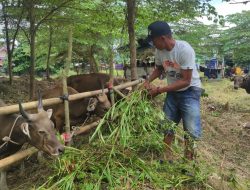 Pemkab Kukar Pastikan Kebutuhan Hewan Qurban Idul Adha Terpenuhi