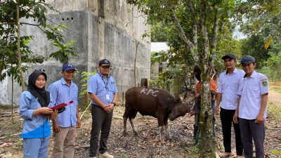 Idul Adha 1445H, KPC Salurkan 59 Ekor Sapi Qurban