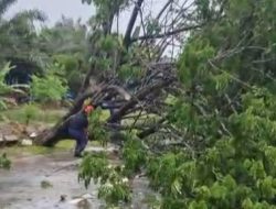 Pohon Tumbang di Jalan Pendidikan Akibat Hujan dan Angin Kencang, Personil Damkar Kutim Turun ke TKP