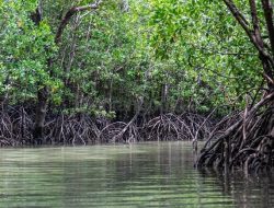 Soroti Soal Penebangan Mangrove di Bontang Kuala, Andi Faizal Minta Pemkot Edukasi Masyarakat