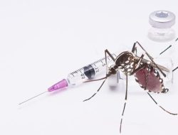 Program Pengendalian Nyamuk DBD dengan Wolbachia Perlu Ditingkatkan