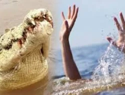 Seorang Bocah di Sangatta Selatan Ditarik Buaya Saat Mandi di Sungai, Ibu RT: Sudah Dilarang Anak-anak itu Mandian