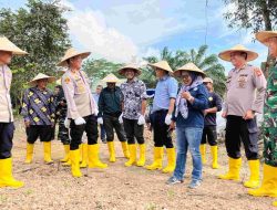 Polres-KPC Tanam Jagung di Lahan Eks Tambang Seluas 10 Hektar: Sukseskan Program Ketahanan Pangan Nasional